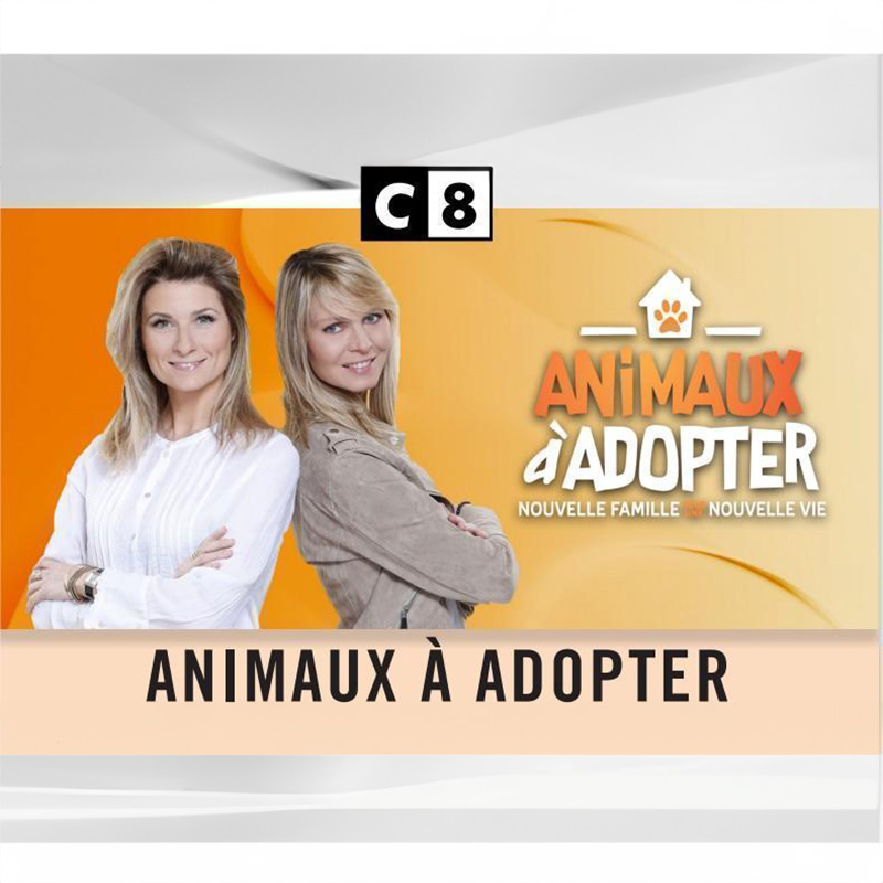 Animaux à adopter (C8)